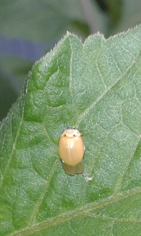 Coccinellidae? Sì, Sì, neosfarfallata